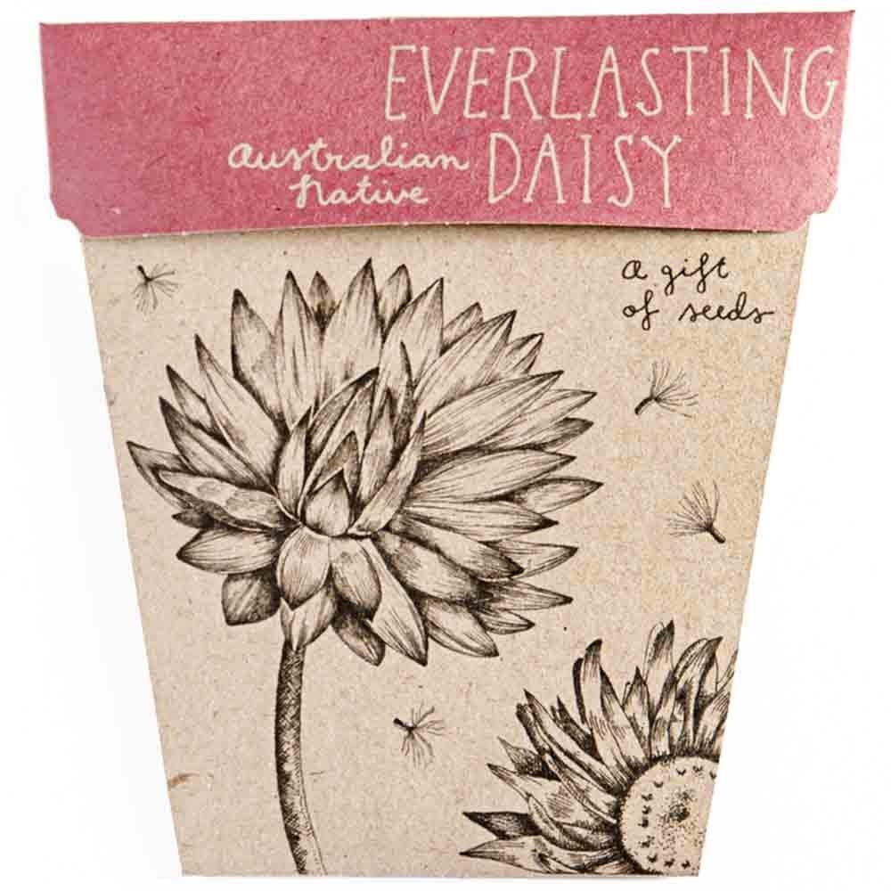 Sow N Sow Gift of Seeds - Everlasting Daisy