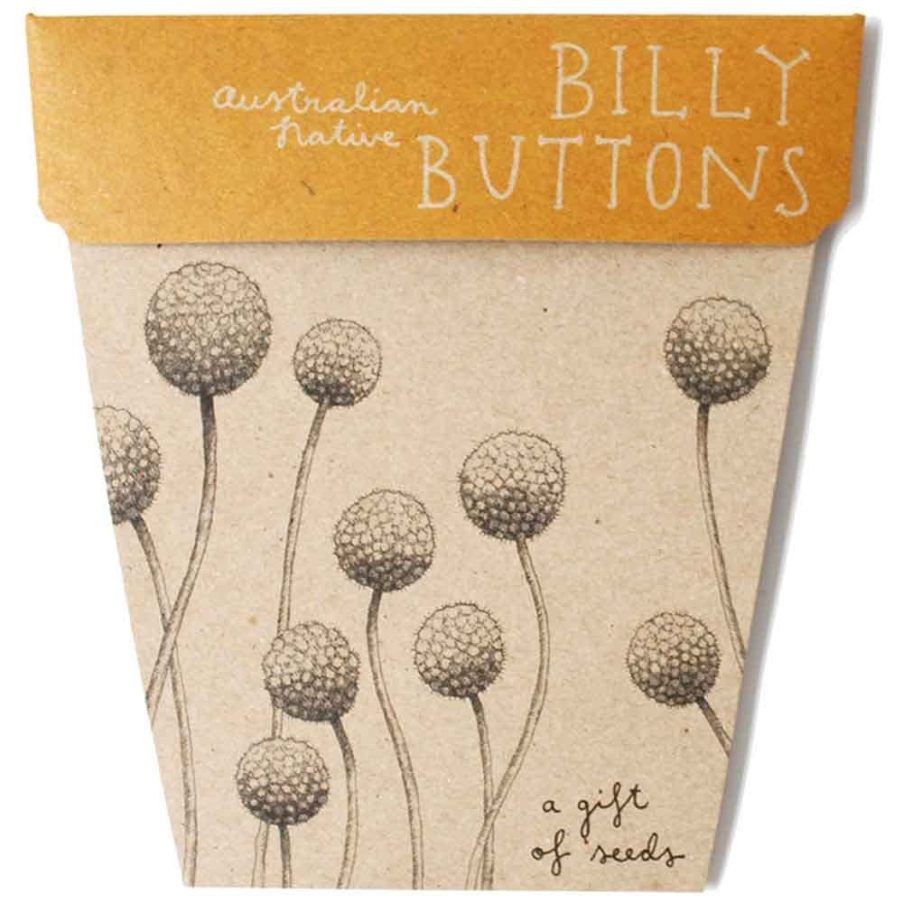 Sow N Sow Gift of Seeds - Billy Buttons