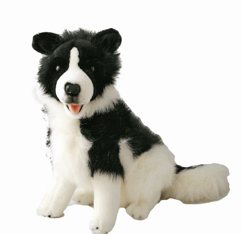 Tommy Border Collie